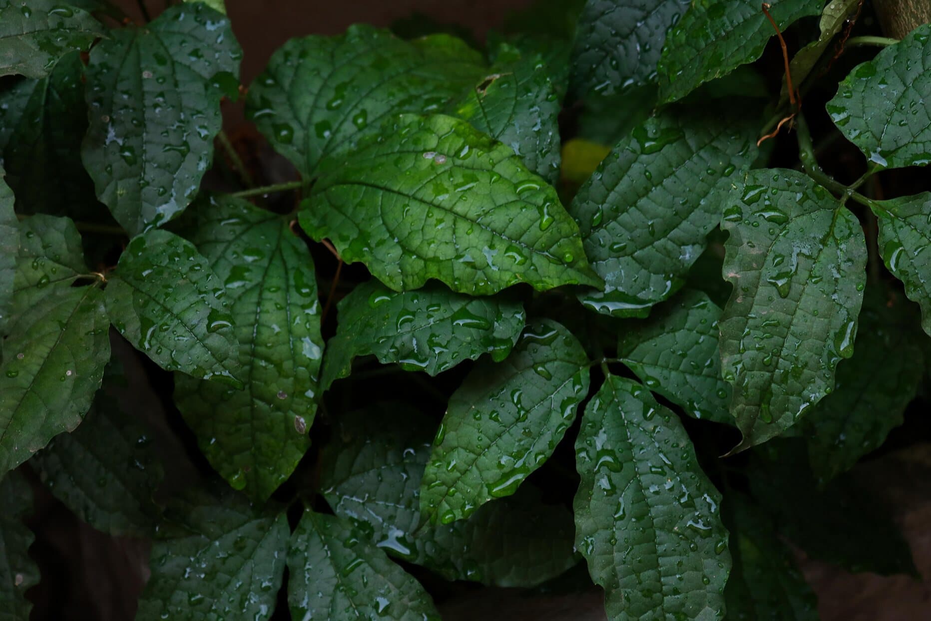 Close-up of broad green leaves beaded with raindrops