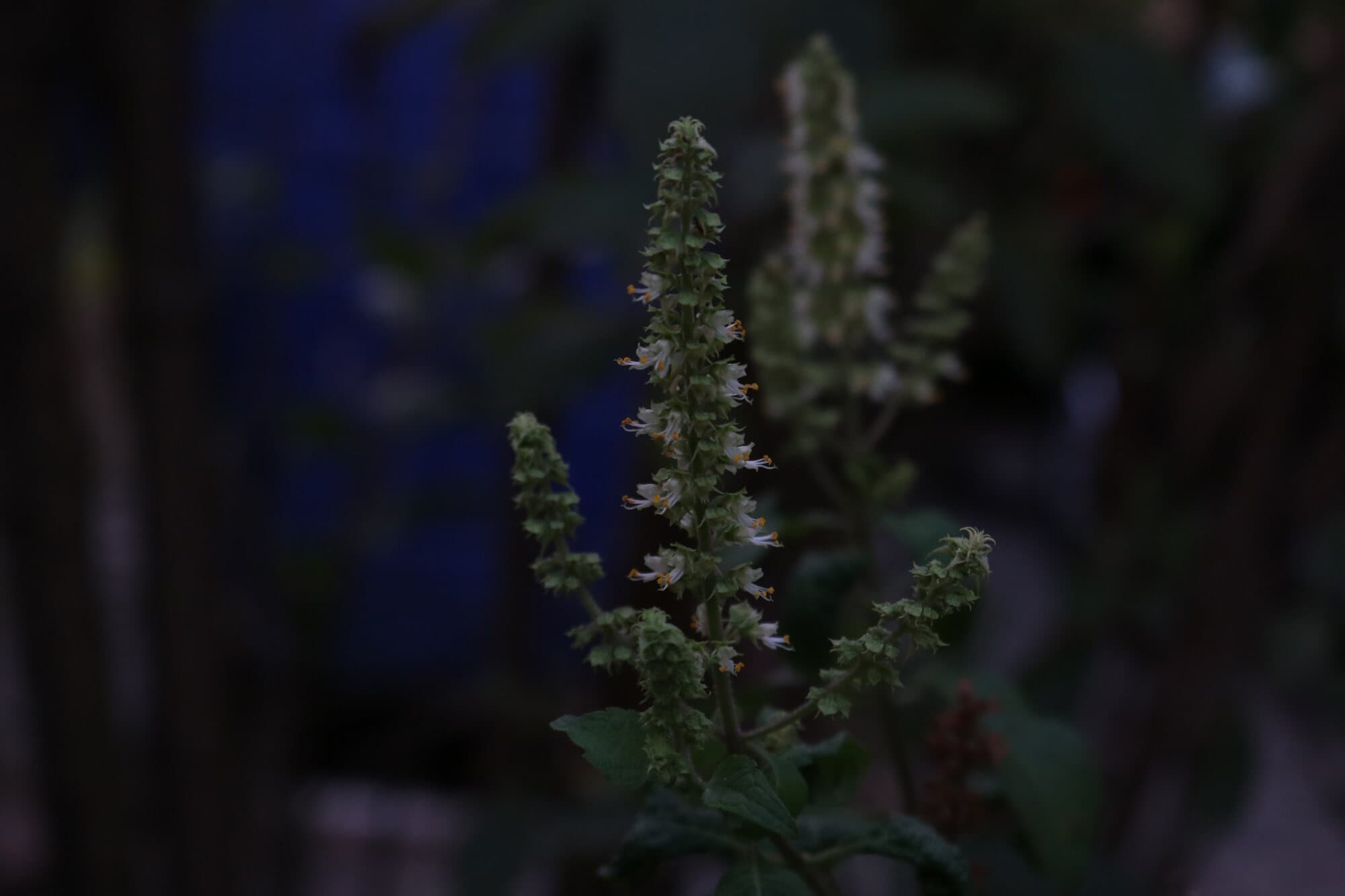 A flowering stem against a dark blue night background